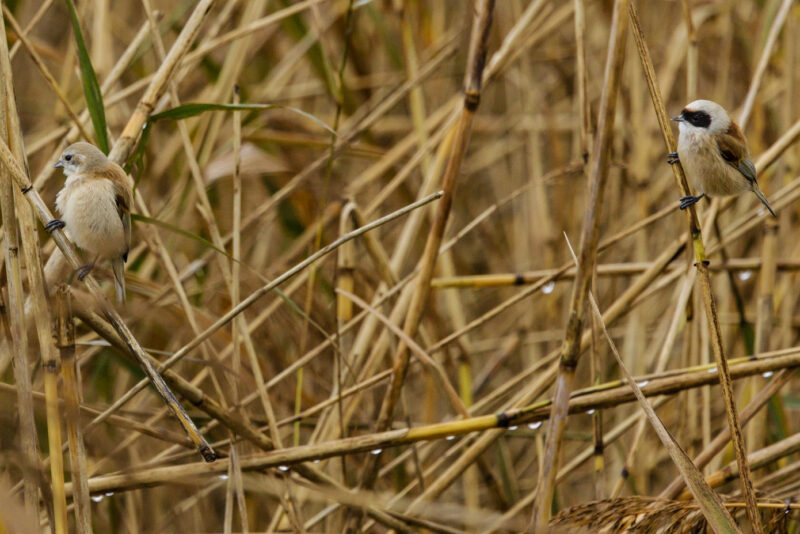 Couple de Rémiz pendulines